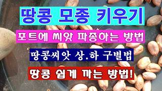 [텃밭농부 2,189]  땅콩씨앗을 포트에 파종하는 방법! 상,하 구분 이렇게 하세요. #땅콩재배