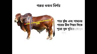 গরুর ওজন নির্ণয়