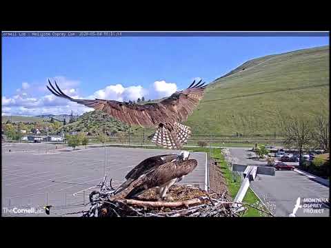 Hellgate Canyon Ospreys ~ Iris Saw It Coming, May 04, 2020