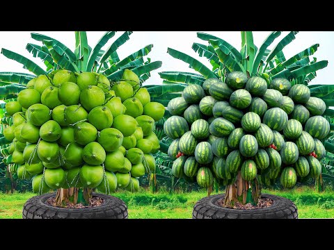 No need for a garden, How to grow a lot of various tree at home is very easy and has a lot of fruit