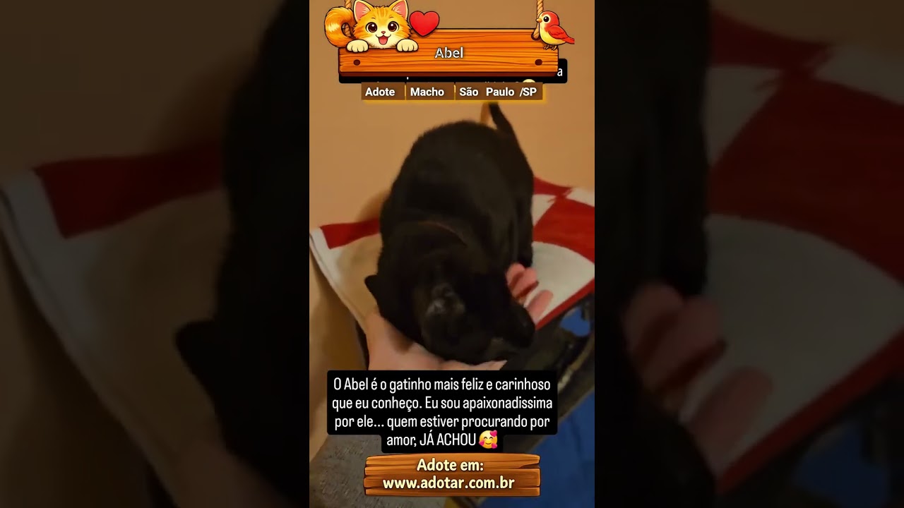 Gato raça SRD-ViraLata idade 2 a 6 meses nome Abel