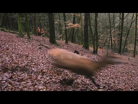 Drückjagd 2019 - Die Rotwildsituation im Huntingroom - jagenNRW story #15 - Hunt on Demand