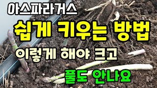 아스파라거스 종근뿌리 심고 쉽게 키우는 방법 이렇게 해야 아스파라거스가 굵고 풀도 안나와요.