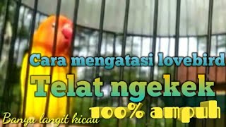 Download lagu Cara mengatasi burung lovebird yang telat ngekek mp3