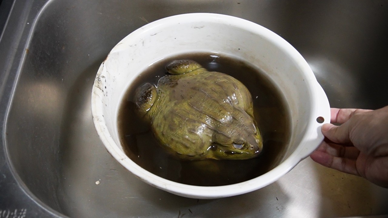 半年放置したペットが大変なことに