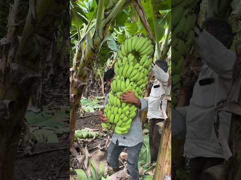 Banana farming #farmingvideos #farming #bananafarming #bananaplant #bananafarmer #bananatree