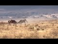 Lioness Attack A Two Adults Wildebeest Fighting And Bring Down One Wildebeest Video