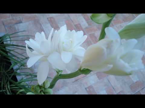 download lagu mp3 mp4 Flor Angelica, download mp3 Flor Angelica free download mp3, download mp3 Flor Angelica