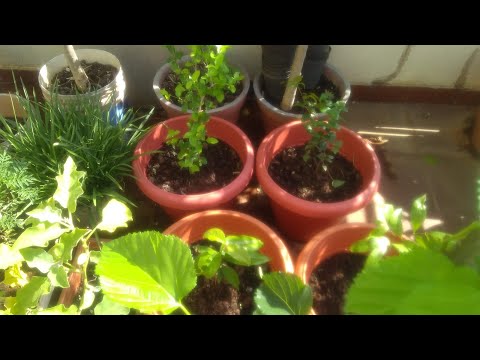 Variety of Fruit plants in my Terrace Garden