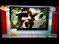 Baby TV Go Eco Ads