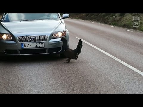 Stridslysten tjäder patrullerar vägen - och attackerar bilar - Nyheterna (TV4)