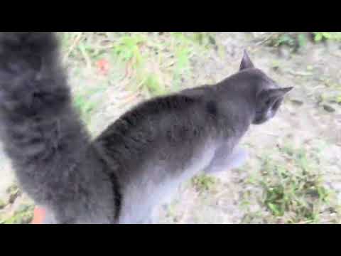 Evening Walk With Raphaelle & Ashira