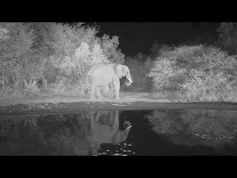 Kwa: Lone Elephant - 00:25 - 06/17/19