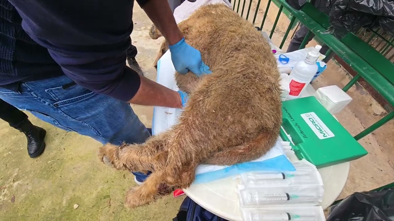 Vet Examines male cub