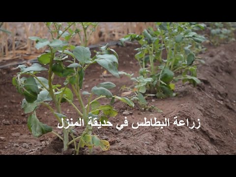 , title : 'planter des pommes de terre زراعة البطاطس في حديقة المنزل'