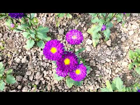 Sangita Nursery Full Tour | Panuhat | Katwa | Flowers | Rear Species Flowers