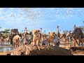 The Lion King 2019 I Just Can T Wait To Be King Music Video I 4K Ultra HD