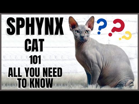 Sphynx Cat 101 : All You Need To Know