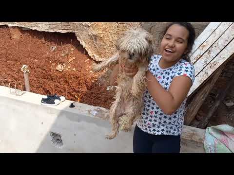 Jogamos os Cachorros na Piscina| Nossa Princesinha Ficou Toda Faceira Ficou Linda