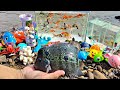 Looking for betta fish in the river, flowerhorn fish, ornamental fish, lobster, turtles, sharks