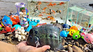 Download lagu Mencari ikan cupang di sungai, ikan louhan, ikan hias, lobster, kura kura ikan hiu ikan koi kepiting mp3