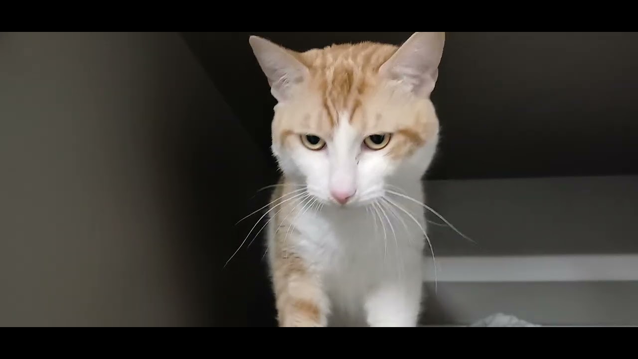 Enlarge Cheddar, a Adoptable Domestic Short Hair in Renton , WA video 5/6