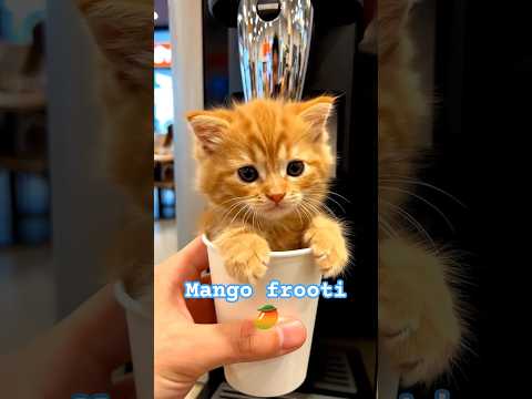 homemade mango frooti#shorts #persiancat #cat