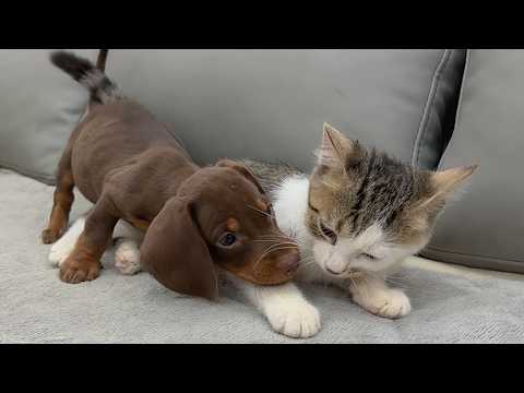 YouTube 썸네일