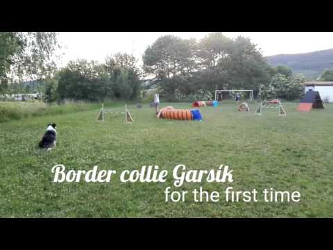 Garsík | Agility training | MÁLKOV