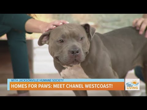 Homes for Paws | Meet Chanel Westcoast! - YouTube