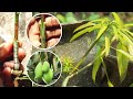 Softwood Grafting On Mango Tree Mango Grafting Mango Softwood Grafting In February Month