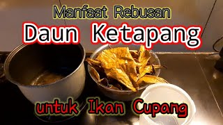 Download lagu Cara Merebus Daun Ketapang dan manfaat untuk ikan cupang mp3