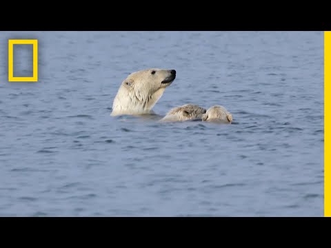 ホッキョクグマが "ポーポイズ "の練習をする (Polar Bears Practice ”porpoising”)