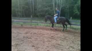 Sold 2003 AQHA Western Pleasure Gelding KC Blazin Hot Gamble