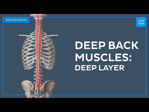 Anatomie & Behandlungswissen Videos – Interaktives Nachschlagewerk für Physio, Massage, Therapie 9 Deep muscles of the back: deep layer - Quick Anatomy