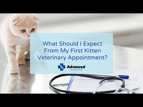 What Should I Expect From My First Kitten Veterinary Appointment?