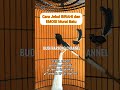 Cara Menaikan EMOSI Dan BIRAHI Murai Batu
