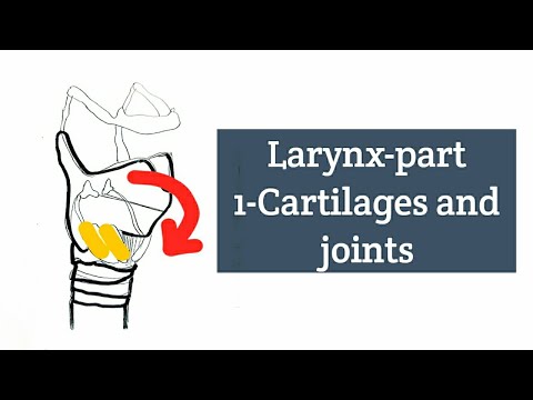 Larynx-Part 1- Cartilages and joints