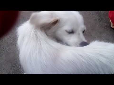 एक युवकले कुकुरबाट नै प्रती कुकुरको बच्चालाइ 5 हजारको दरले बेच्दा राम्रो आम्दानी भएको कुरा बताए,,