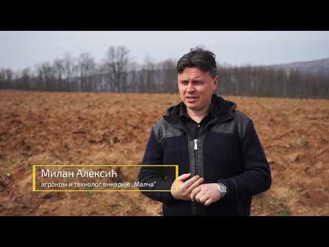 Autohtone vrste Srbije ep. 55 26.03.2020. - Smederevka