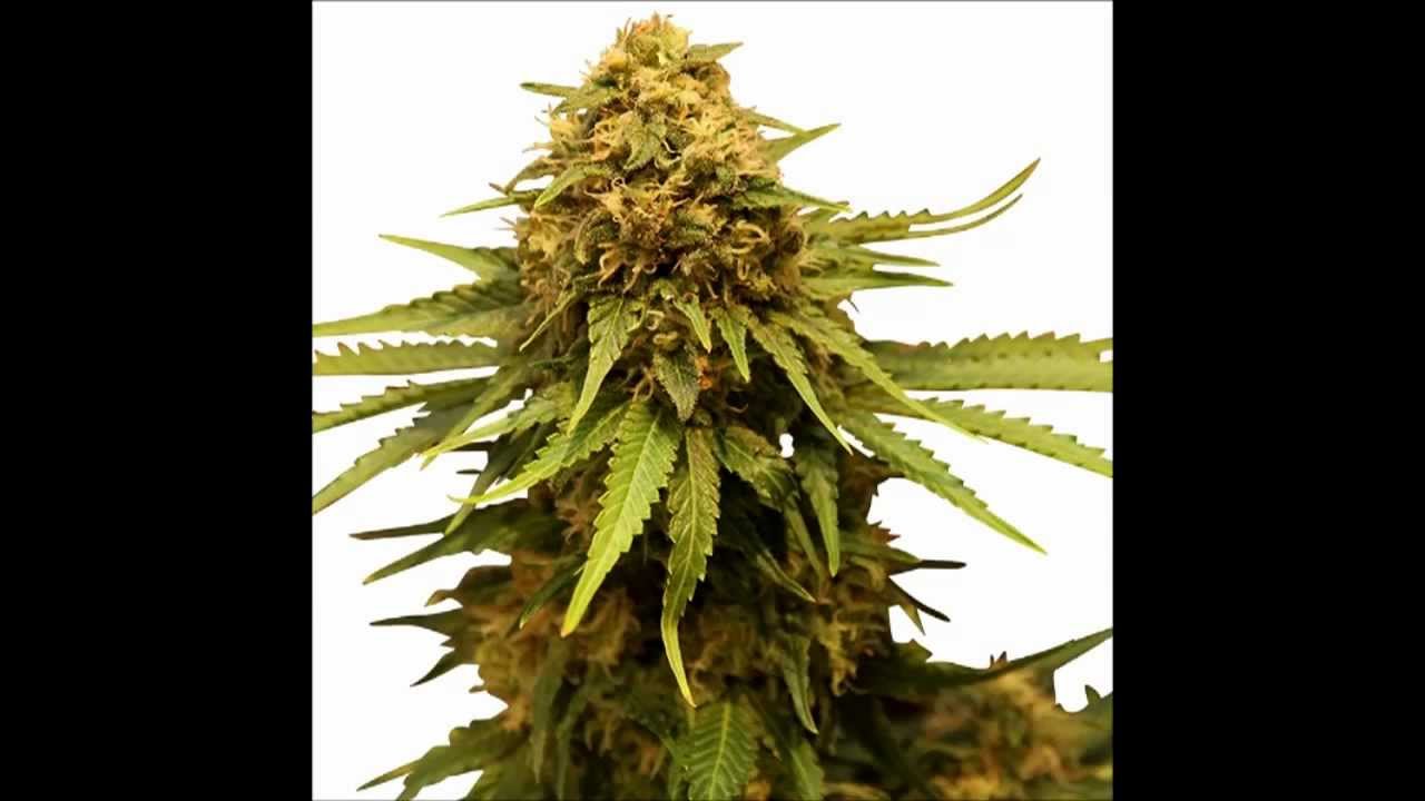 CRITICAL / Cannabis Marijuana Weed Kush