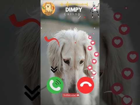 Dimpy #viralvideokids #catshorts #kidsshorts#funnycat #cutekitten#ytshorts #yt#shortshumor#dog#funny