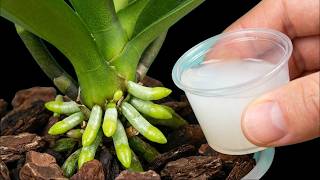 Treasure for orchids! Immediately took root and bloomed 1001 flowers