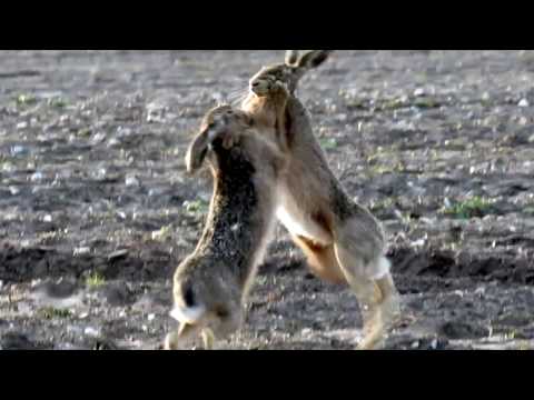Signs of Spring - Boxing Hares