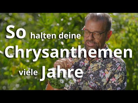Chrysanthemen-Geheimnis: So blühen sie jahrelang!