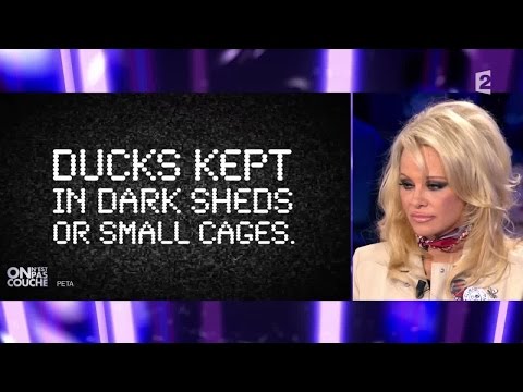 Intégrale 23 janvier 2016 On n'est pas couché #ONPC