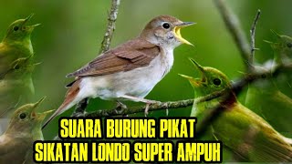 Download lagu suara burung sikatan Londo Cocok buat masteran dan pikat mp3
