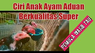Download lagu Ciri Anak Ayam Aduan Yang Berkualitas Super mp3 Download lagu Ciri Anak Ayam Aduan Yang Berkualitas Super mp3