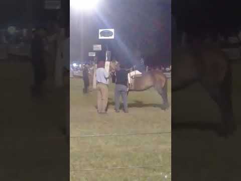 Claudio barrera vs Bandurria arrufo sta.fe