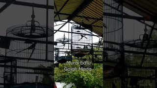 Download lagu murai batu Gajah Mada mp3
